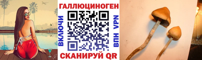 Галлюциногенные грибы GOLDEN TEACHER  OMG как зайти  Чекалин 